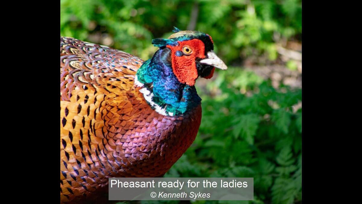 Pheasant ready for the ladies